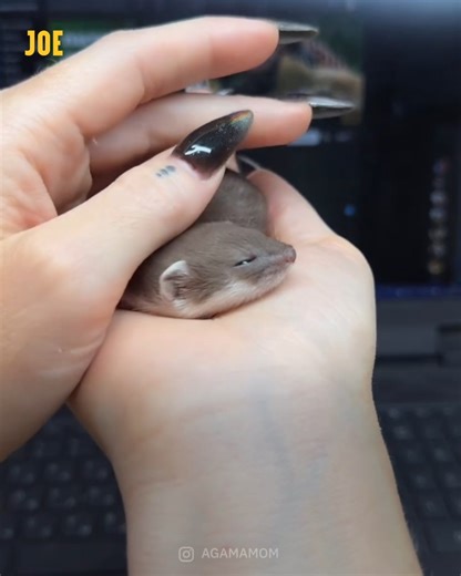 2.1M views · 14K reactions | I want one  | JOE.co.uk | Facebook