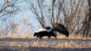 Michigan has confirmed 51 rabies cases this year: Here’s what you need to know