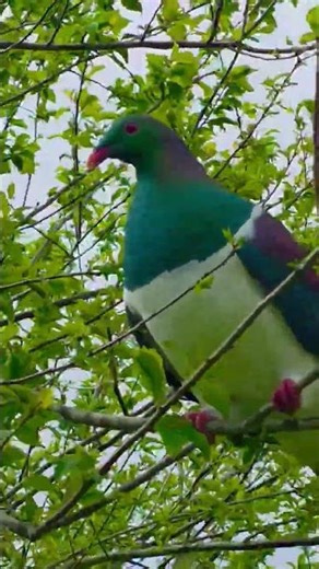 wood pigeon eating my plum tree