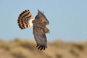 8 Species of Hawks in Tennessee (Photos) - Bird Feeder Hub