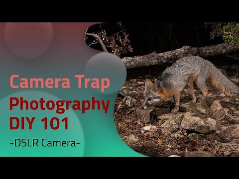 Camera Trap Photography 101 | DSLR Camera Trap DIY