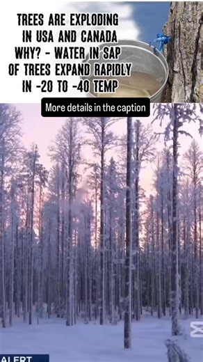 While the idea of trees “exploding” sounds like something from a movie, it refers to a real scientific phenomenon called frost cracking. This typically occurs in the USA and Canada during extreme cold snaps, such as the major winter storm currently affecting the Midwest and Northern Plains. Why It Happens? Rapid Expansion: Sap is mostly water, and as it freezes, it expands by about 9%. If temperatures drop too quickly for the tree to adjust, this expansion creates immense internal pressure. Unev
