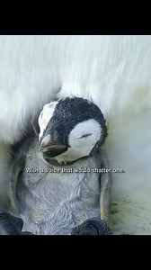 251K views · 3.7K reactions | Emperor penguin egg hatching #facts #NatureLovers #documentary #animals #nature #reels #penguins | Wondersofjungle | Facebook