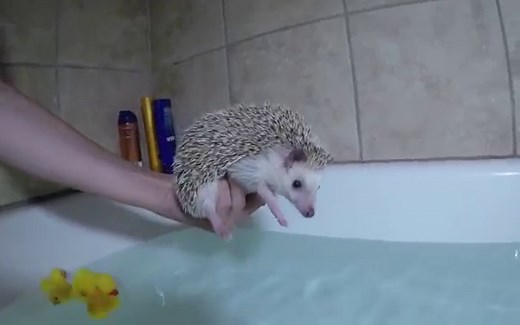 14 things you didn't know about Sonic the Hedgehog