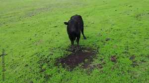 beautiful cattle in Australia eating grass, grazing on pasture. Herd of cows free range beef being regenerative raised on an agricultural farm. Sustainable farming of food crops. Cow in field