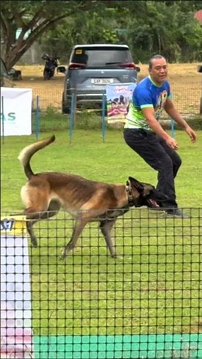Belgian Malinois BEGINNER DOG AGILITY