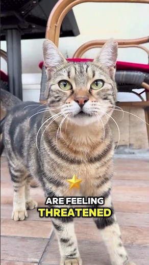 Why Do Cats Hiss? What To Know About Cat Hissing