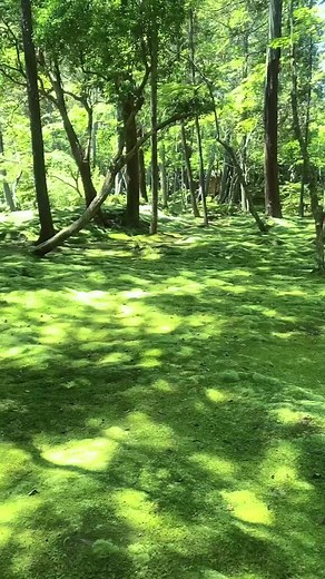 Beautiful moss garden in Kyoto. 京都にある世界遺産の苔寺🌿#京都 #Kyoto #travel