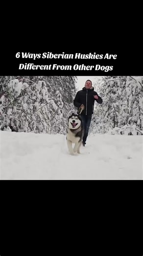 6 Ways Siberian Huskies Are Different From Other Dogs(1080P_HD) #SiberianHusky #HuskyLife #DogFacts #DogBreeds #HuskyLove