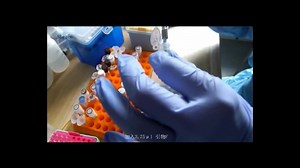 simgen 2×Taq plus PCR Master Mix 实验操作视频