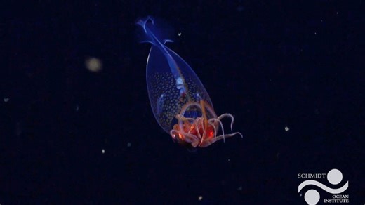 Colossal squid captured on camera for the first time, scientists say