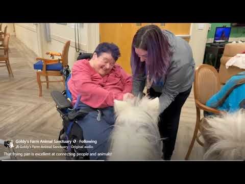 FB Goldy's Farm Animal That frying pan is excellent at connecting people and animals!652pm 162026