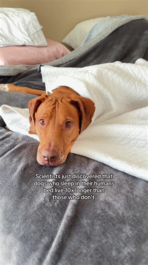 the scientist is a genius #dog #funnyvideo #funny