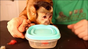 Capuchin Monkey Happy does a foraging challenge! We put snacks and treats inside different containers to see if Monkey Happy could forage open them to find whats inside! | MonkeyBoo