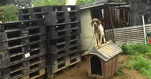 Penny Is Rescued From The Worst Life And Taken To A Place She Can Live Her Best Life