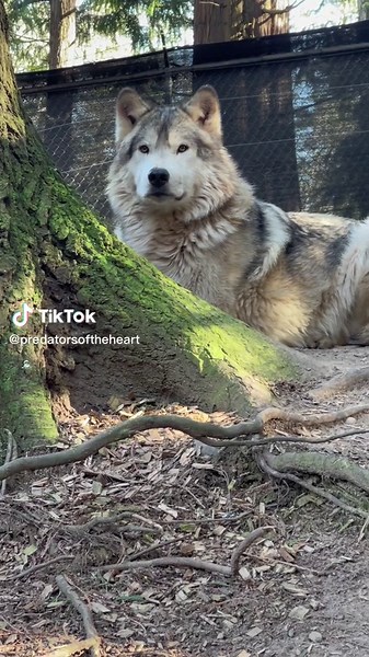 Support Wolf Conservation with Zeus Paw Print Fundraiser