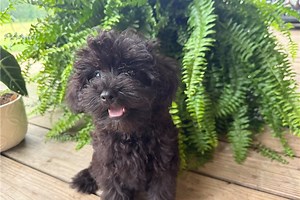 Fernando - Schnoodle Puppy E117F3