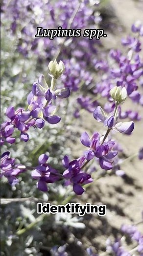 Identifying California Lupines (#botany)