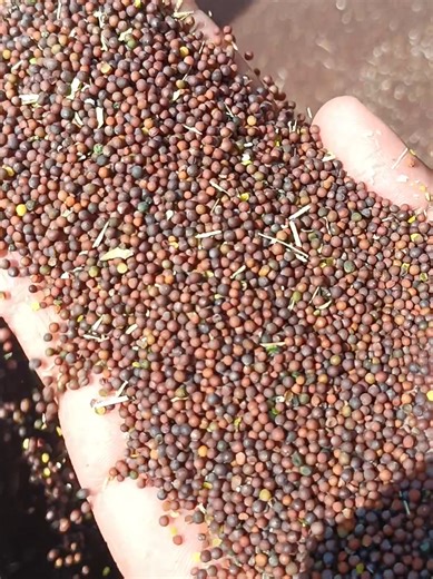 Sarso Update: Grain Market Insights in Bahawalnagar