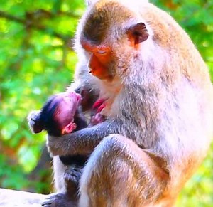 Oh God Tiny Baby Monkey Is Too Small Why Mom Try To Drag Her Head Pull Out Of Her Chest To Block Milk Like That | Monkey Daily TV