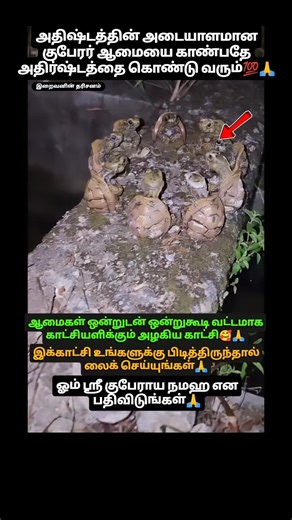 ஆமைகள் ஒன்றுடன் ஒன்றுகூடி வட்டமாக காட்சியளிக்கும் அழகிய காட்சி🥰🙏#இறைவனின் தரிசனம்