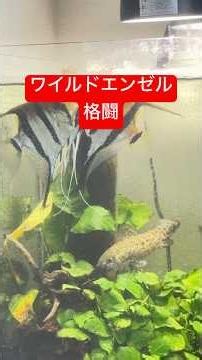 ワイルドエンゼルの格闘 #熱帯魚 #ワイルドエンゼル #エンゼルフィッシュ #ワイルド #飼育