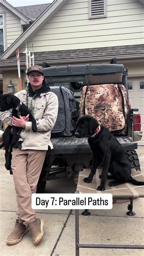 Day 7: Parallel Paths. Obedience is 🔑 #GPK #parallelpaths #dog #retriever #training