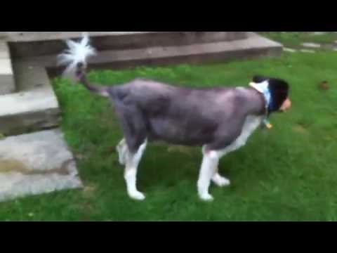 Longest dog piss ever