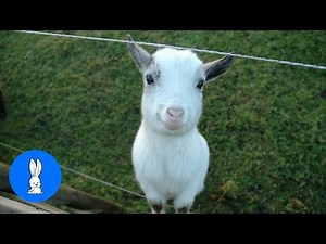 Baby Kid Goats Jumping - CUTEST Compilation
