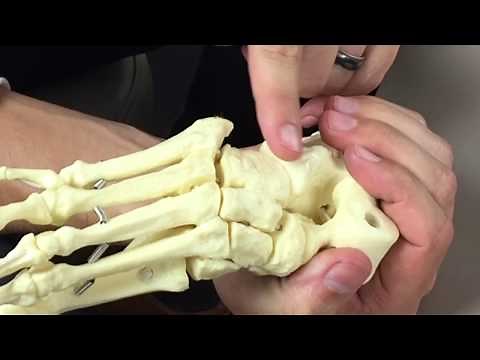 Mid-Foot (mid-tarsal) Examination