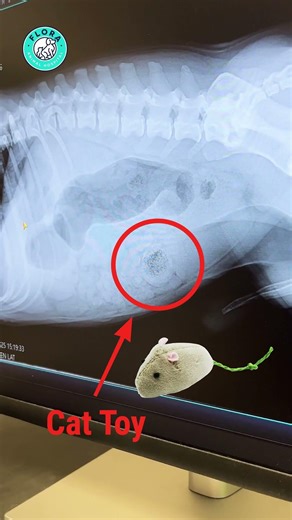 Dog Ate Something. Watching It Live on X-Ray.