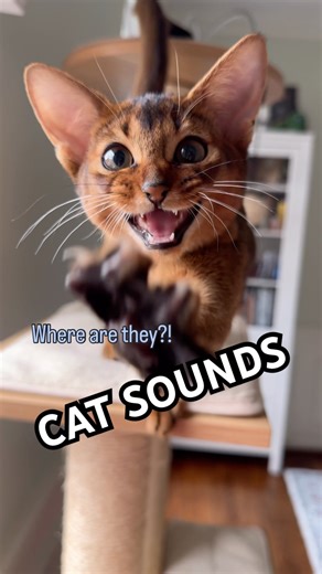 Where are you going?! Abyssinian kitten loudly meowing and purring #abyssinian #catlovers #catshorts