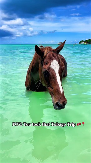 POV: You Took That Tobago Trip 🇹🇹 | Sweet Tobago Views & Beaches