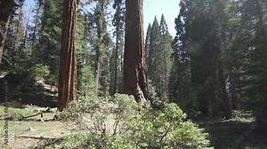 The General Sherman Colossal Giant Tree (Sequoiadendron giganteum) Largest Known Living Stem Tree on Earth in Sequoia National Park California USA