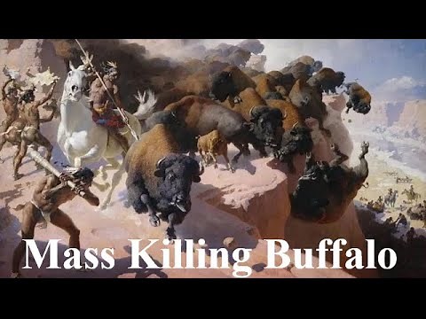 "Buffalo Jump" Mass Killing Buffalo the Indian Way — A Death Leap Driving Herds Over the Cliff.