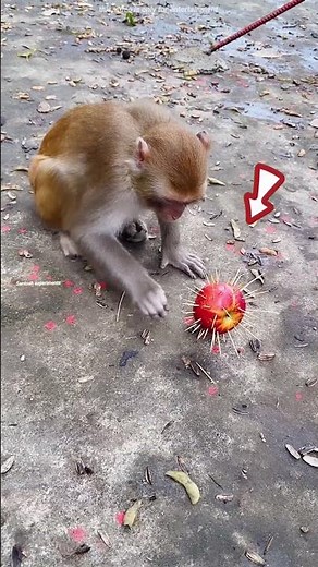 😂 Boy Tried to Fool a Monkey… But Guess Who Won! #shorts