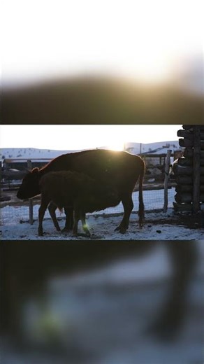 Golden Hour on the Grassland: Evening Milking in Mongolia