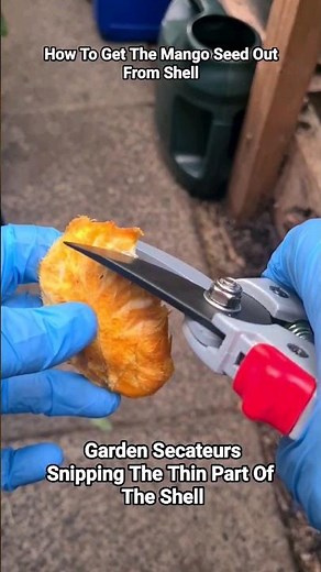 How to take mango seed out from shell