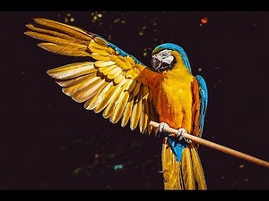 Security and Pentesting Linux - Parrot Linux briefly introduced and installed