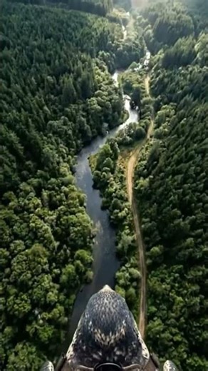 POV: You Are a Peregrine Falcon on a Hunt