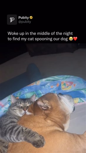 Pubity on Instagram: "😭 People have likely been spooning for thousands of years, long before the term itself existed, because humans naturally seek warmth, safety, and comfort while sleeping. Archaeological evidence shows that early humans often slept in close groups for protection and shared body heat, which would have naturally led to positions similar to spooning. The word spooning only appeared in English in the 1800s, but the act itself is much older and rooted in basic human bonding and a