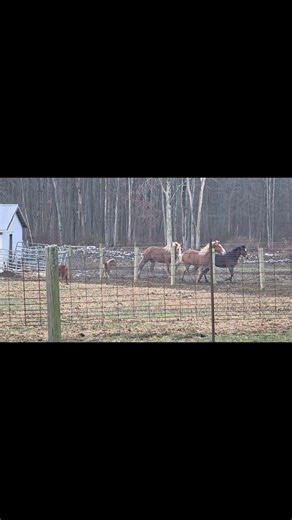 NOT PINNED...JUST PROTECTED ❤️🐎 The Amish horses across the road were having a good time — running, bucking, blowing off steam. Standardbreds, Belgians, and a little miniature pony born this summer. They’ve all been together long enough to know each other. What caught my eye wasn’t the running. It was the Belgians. As the standardbreds came charging down the field, full of energy, the Belgians quietly positioned themselves near the little pony. More than once, I watched one ease him up against 