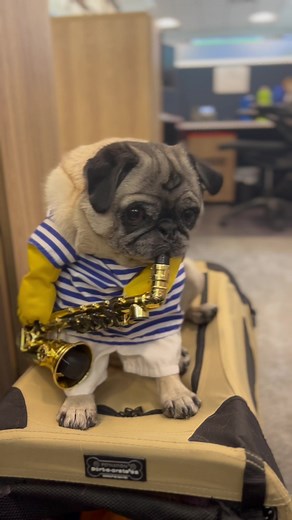 Sexy Sax Pug 🎷