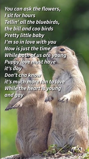 PRETTY LITTLE BABY #lyrics #prettylittlebaby #classic #lyricvideo