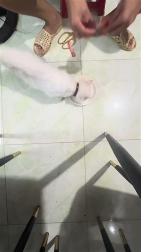 Bé mèo nhà em, bạn ấy tên Min, bà mẹ 4 con