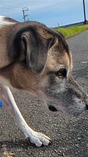 Dog prays to a Mantis #animals
