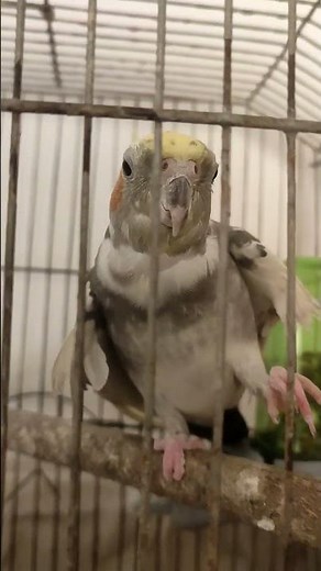 صحبت کردن و صوت زدن عروس هلندی #birds #cockatiel #عروسهلندی