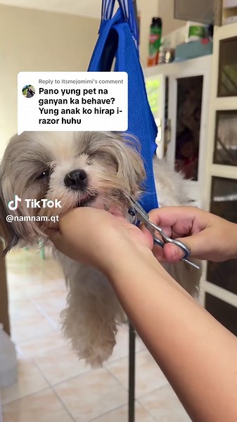 Grooming a Shih Tzu with a Hammock for Pet Comfort