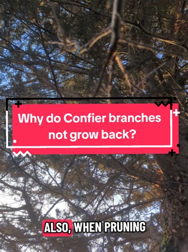 Why do Conifer Branches never grow back? How to prune a Conifer tree? #conifer #gardentok #gardening #garden #tree