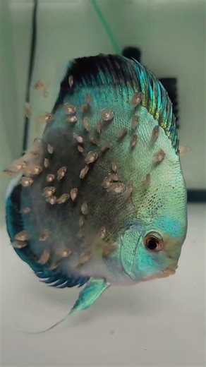 Discus Fish Baby😍Lovely Aquarium | #discus #discusfishbaby #hybridfish #hybriddiscus #aquariumfish